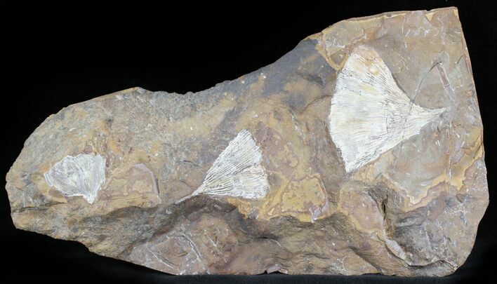 Stunning Multiple Fossil Ginkgo Leaf From North Dakota - Paleocene #29073